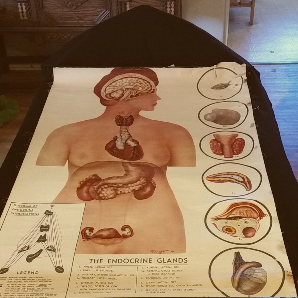 1945 VINTAGE SCHICK ENDROCRINE SYSTEM WALL CHART